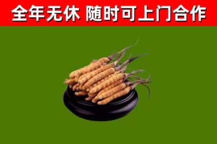普陀烟酒回收冬虫夏草.jpg