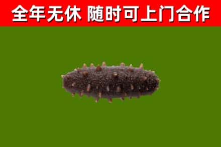 普陀烟酒回收干海参.jpg